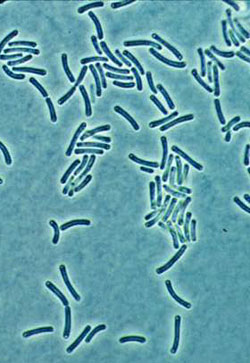 Synechococcus, a cyanobacterium, holds the record for heat tolerance by a photosynthetic organism.