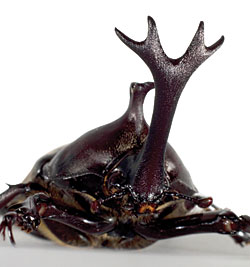 Horned and dangerous: A rhino beetle