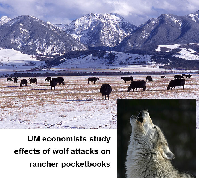 UM economists study effects of wolf attacks on rancher pocketbooks