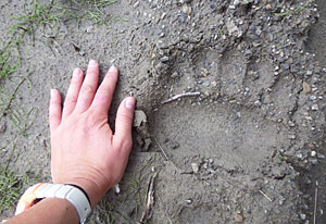 A griz paw print