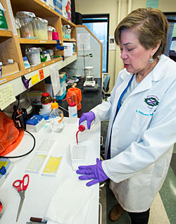 Calderón- Garcidueñas at work in her UM lab