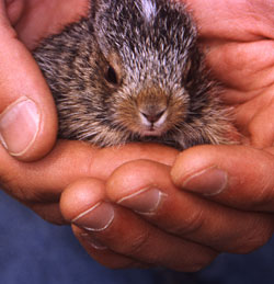 Rabbit photo by Scott Mills