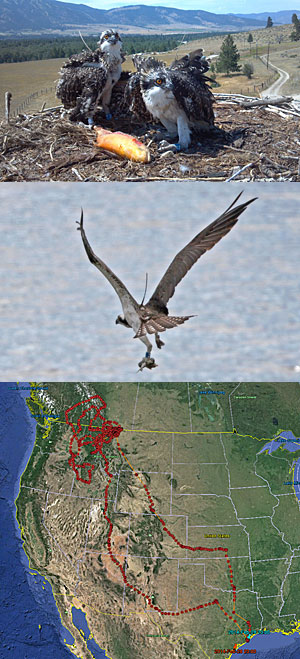 (Top) Rapunzel, right, at a nest near Missoula. (Middle) Rapunzel fishes the Texas Gulf Coast. Photo by Margaret Sloan. (Bottom) The red shows Rapunzel’s 2014 wanderings.