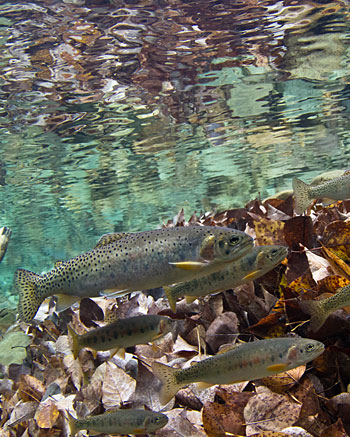 Westslope cutthroat trout are threatened by encroaching rainbow trout, whose range has expanded with the effects of climate change. (Courtesy of Clint Muhlfeld)