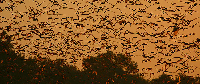 Bat images courtesy of Raina Plowright