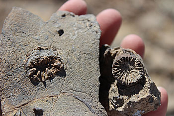 A fossil of the earliest North American coral species