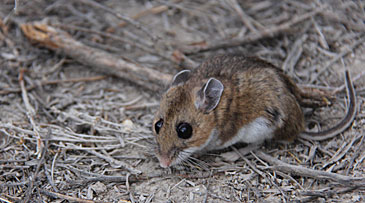 Angie Luis mouse photo