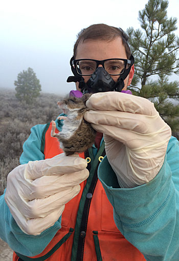 UM graduate student Andreas Eleftheriou holds a mouse in a study area near Polson. (Angie Luis photo)