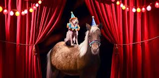 dog on the back of a horse with clown hats on in front of open red curtains and lights
