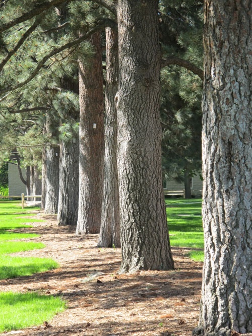 A column of ponderosa pine trees in Memorial Row.