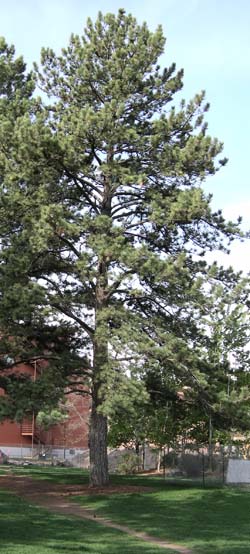 One of the Memorial Row trees,