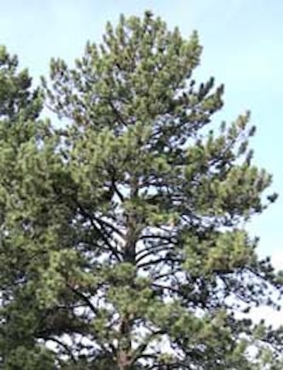 Ponderosa pine from Memorial Row