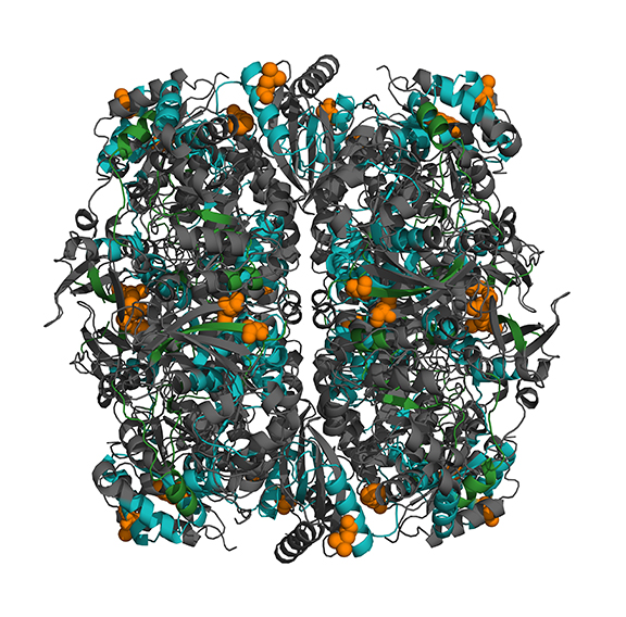 rubisco web illustration