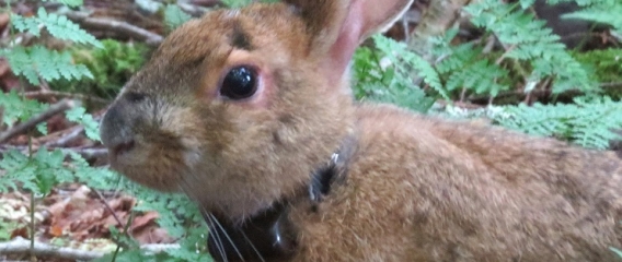 Photo of a brown hare in the wilderness