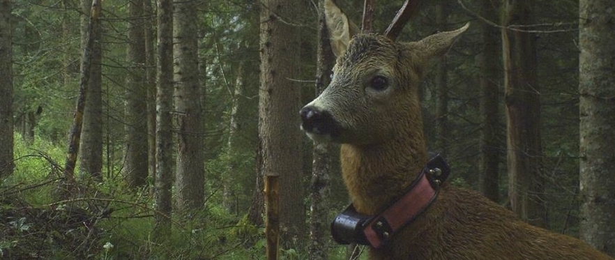 Photo of a collared deer in the wild