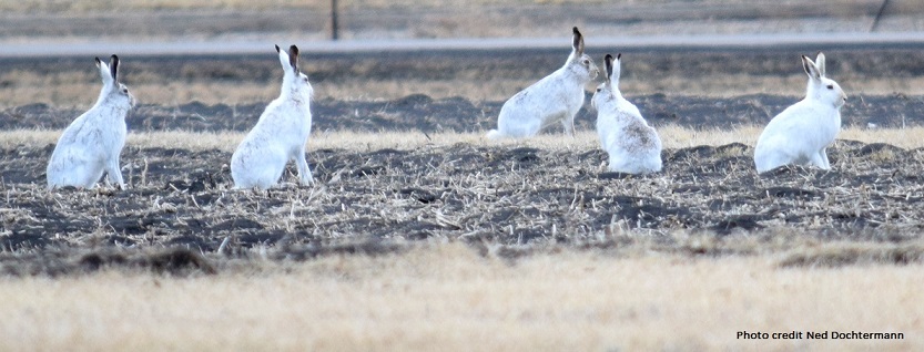 Photo of white hares