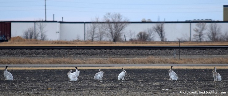 Photo of white hares