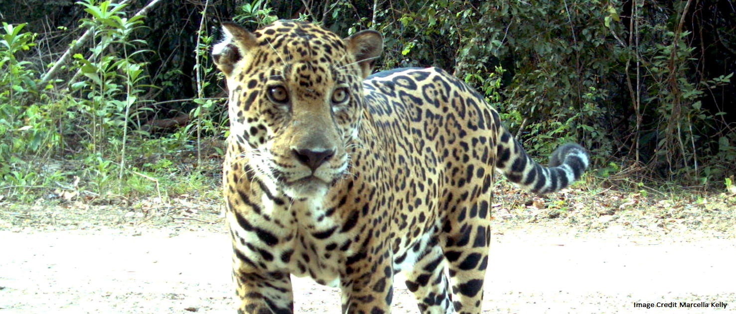 Photo of a jaguar in the nature