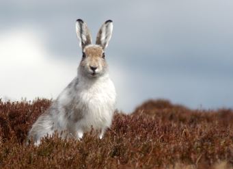 Photo of a Mountain Hare