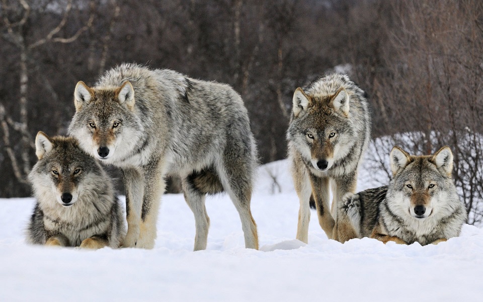 Photo of a wolf pack