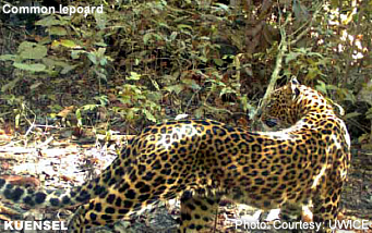 Photo of a common leopard in the wild