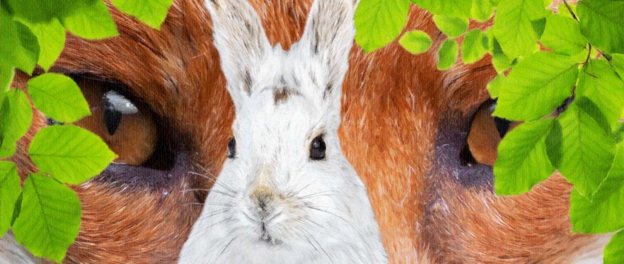 Photo of two animals surrounded by leafs