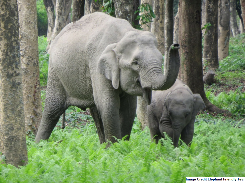 Photo of an Elephant