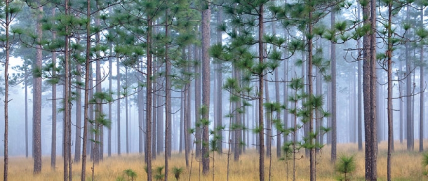 Photo of long leaf pine forest