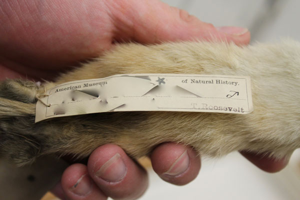 Photo of a sample of an animal at the Northeast Museum