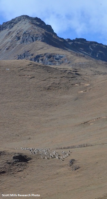 Landscape with animals