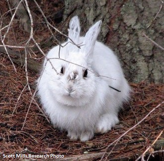 White hare