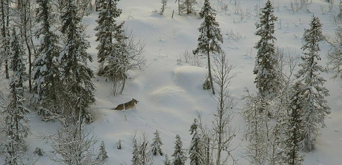 Photo of a wolf in nature