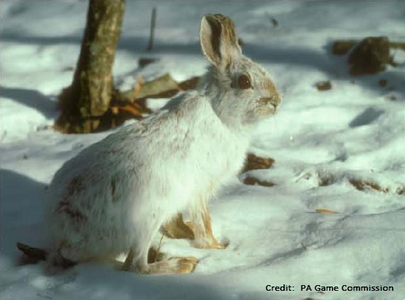 Photo of a white hare in the wild
