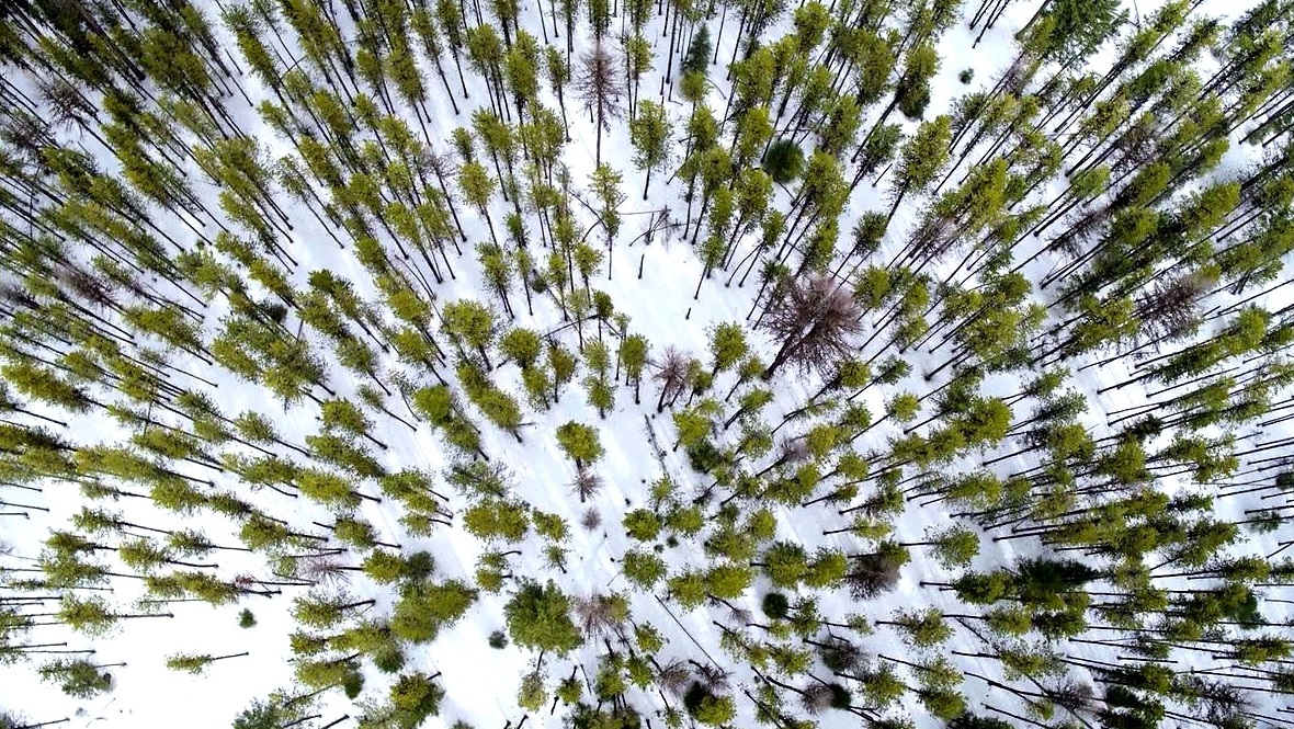 Photo of trees
