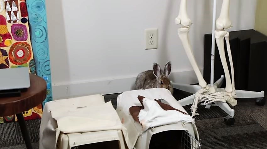 One of our captive snowshoe hares makes an appearance