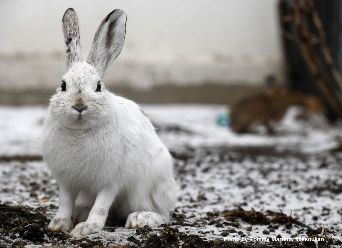 Photo of a hare