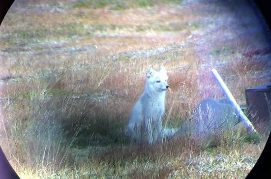 Photo of an Arctic Fox
