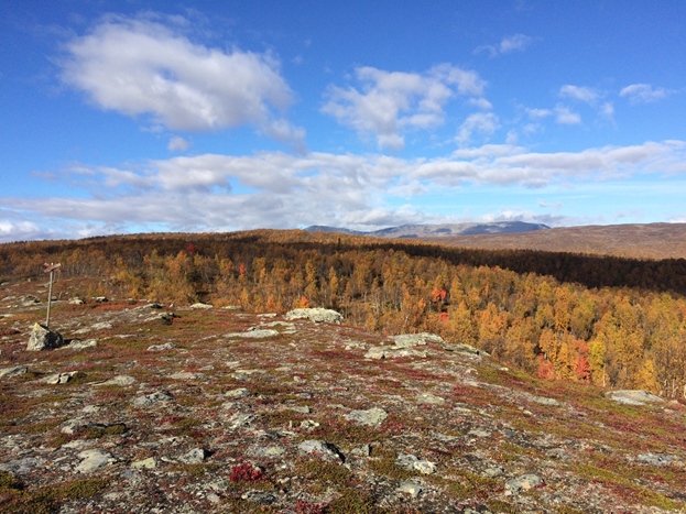 Photo of the birch forest