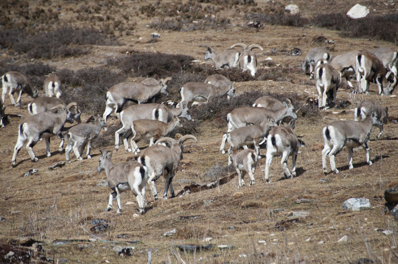 Photo of a field of blue sheep