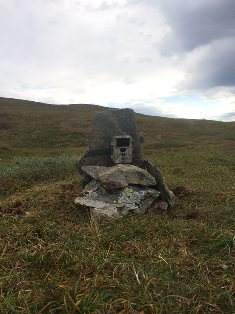 Photo of a makeshift camera trap made with rocks since there were no nearby trees