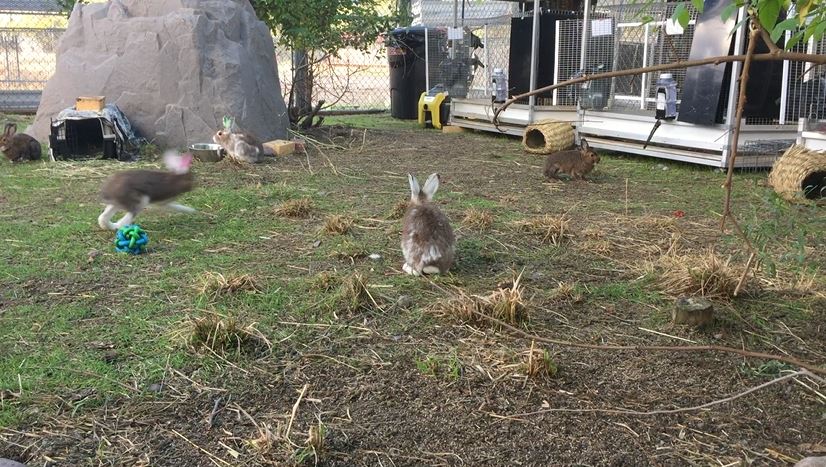 Hares enjoying their new home in Montana