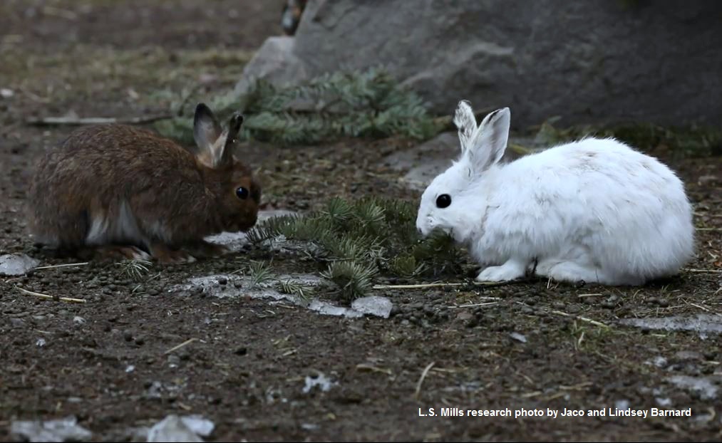 Two hares facing another