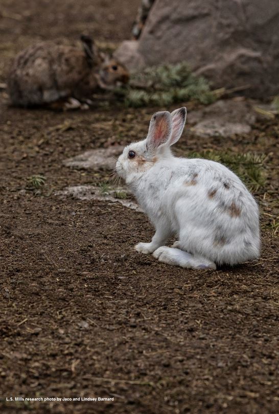 Hare in nature