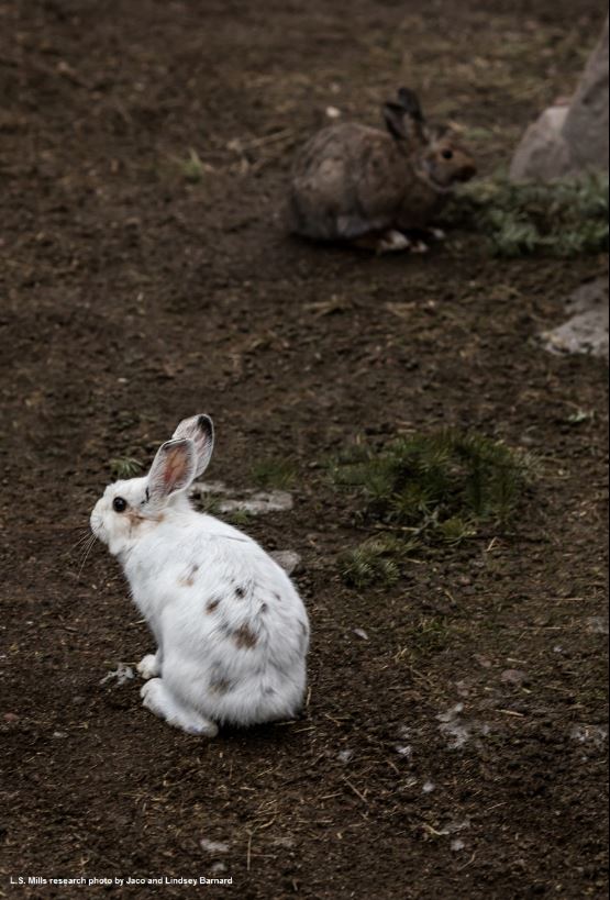 Photo of tow hares in nature