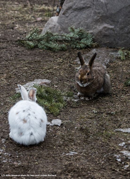 Two hares in nature