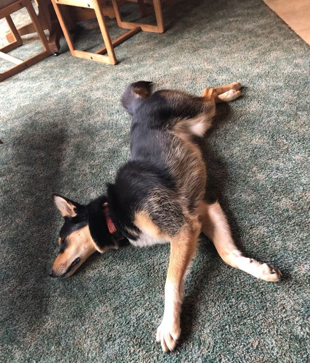 A dog getting some rest laying on the ground