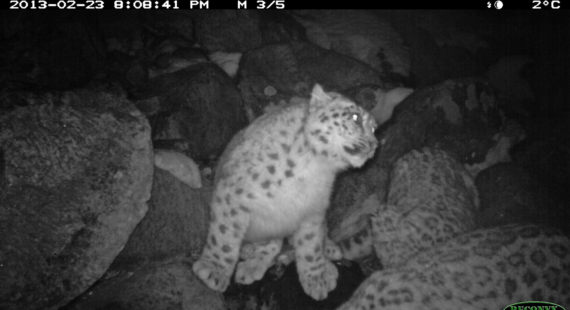 Photo of a snow leopard