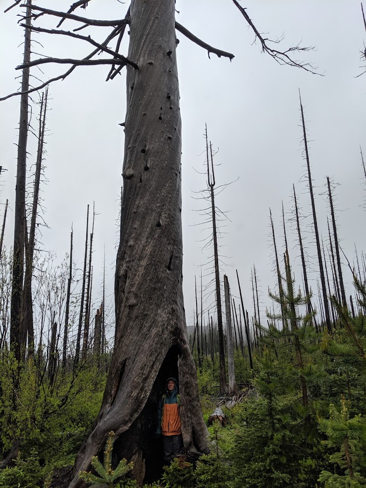 Laura in a burned-out tree