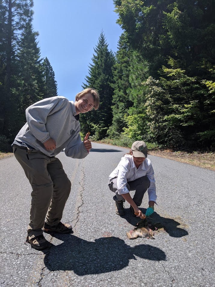 Photo of Alex and Laura getting an ear clip from a roadkill hare