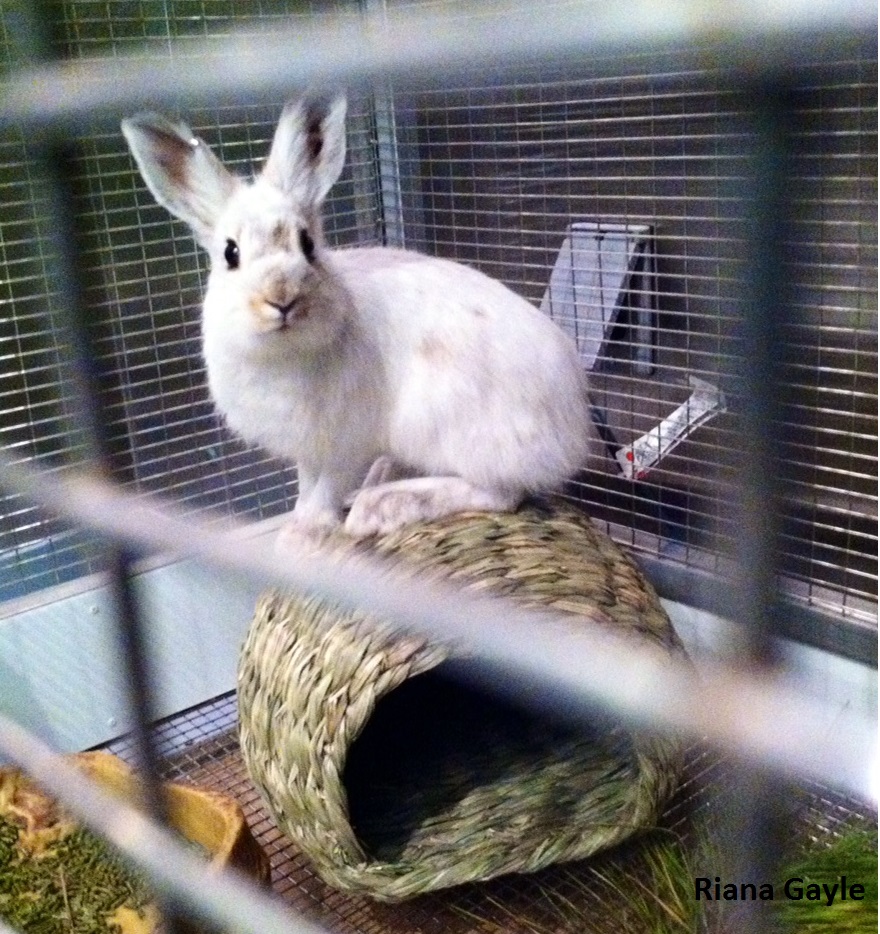 Photo of a white hare from WA